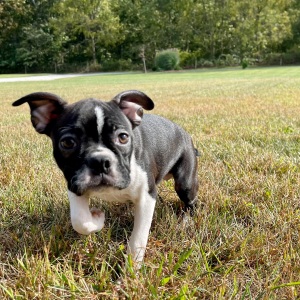 Boston Terrier Puppy Kaylee