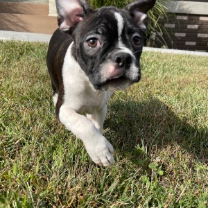 Boston Terrier Puppy Kaylee