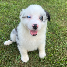 Australian Shepherd Puppy Breezy