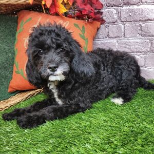 Cavapoo Puppy Kiley
