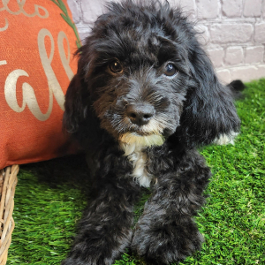 Cavapoo Puppy Kiley