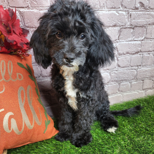 Cavapoo Puppy Kiley