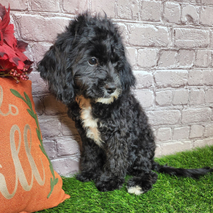 Cavapoo Puppy Kiley