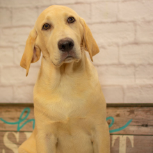 Labrador Retriever Puppy Finn