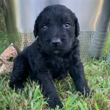 Labradoodle Puppy Optimus