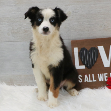 Australian Shepherd Puppy Willow