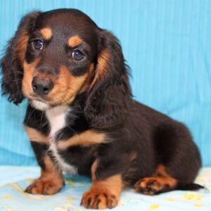 Dachshund Puppy Dash