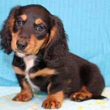 Dachshund Puppy Dash