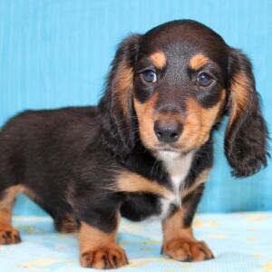 Dachshund Puppy Dash