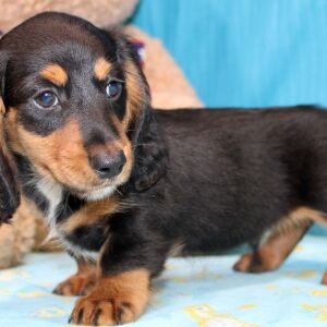 Dachshund Puppy Dash