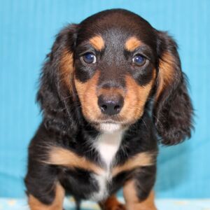 Dachshund Puppy Dash