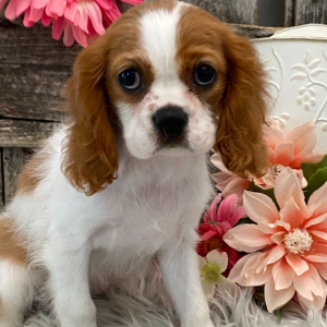 Cavalier King Charles Spaniel Puppy Sugar