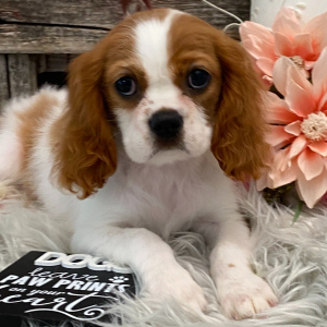 Cavalier King Charles Spaniel Puppy Sugar