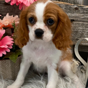 Cavalier King Charles Spaniel Puppy Sugar