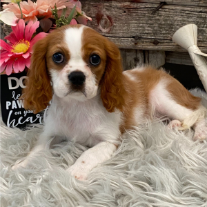 Cavalier King Charles Spaniel Puppy Sugar