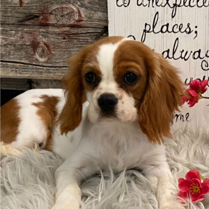 Cavalier King Charles Spaniel Puppy Sugar