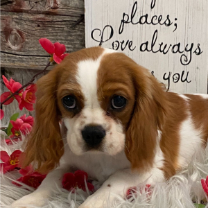 Cavalier King Charles Spaniel Puppy Sugar