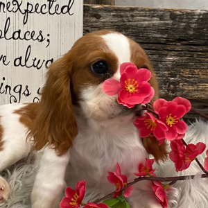 Cavalier King Charles Spaniel Puppy Sugar