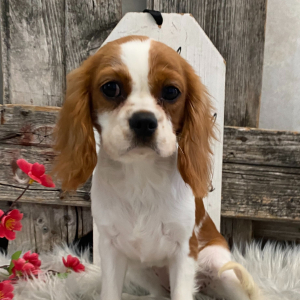 Cavalier King Charles Spaniel Puppy Sugar