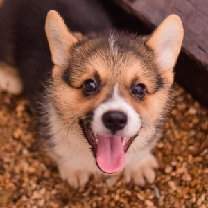 Pembroke Welsh Corgi Puppy Proper