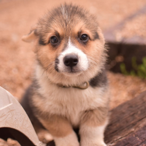 Pembroke Welsh Corgi Puppy Proper
