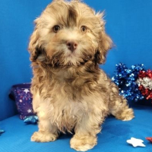 Havanese Puppy Miles
