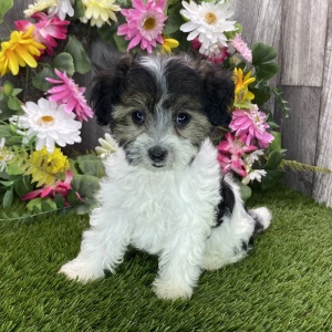 Havapoo Puppy Margie