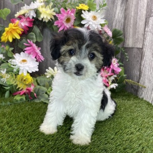 Havapoo Puppy Margie