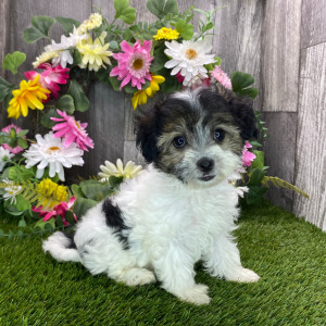 Havapoo Puppy Margie