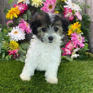 Havapoo Puppy Margie