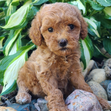 Cavapoo Puppy Ritzy
