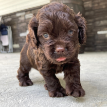 Cocker Spaniel Puppy Max