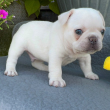 French Bulldog Puppy Gemini