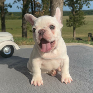 French Bulldog Puppy Gemini