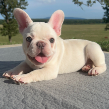 French Bulldog Puppy Gemini
