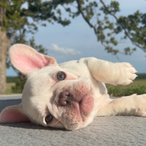 French Bulldog Puppy Gemini