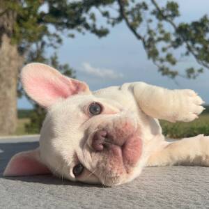 French Bulldog Puppy Gemini