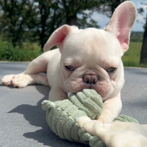 French Bulldog Puppy Gemini