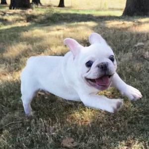 French Bulldog Puppy Gemini