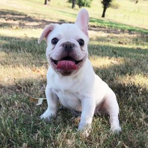 French Bulldog Puppy Gemini