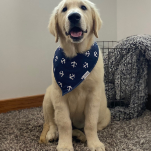 Golden Retriever Puppy Vargas