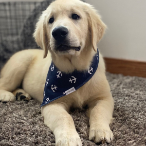 Golden Retriever Puppy Vargas