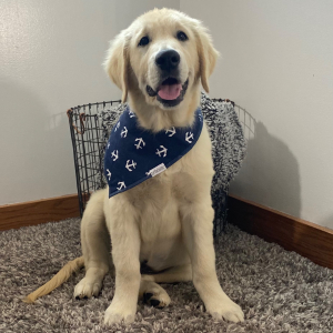 Golden Retriever Puppy Vargas