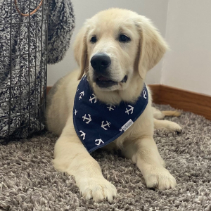 Golden Retriever Puppy Vargas