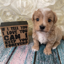 Maltipoo Puppy Decker