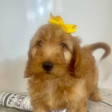Goldendoodle Puppy Cookie