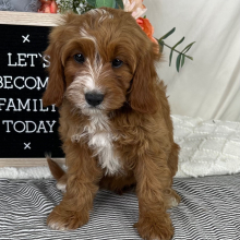 Cavapoo Puppy Confetti