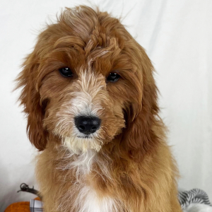 Cavapoo Puppy Confetti