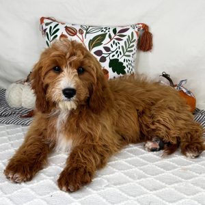 Cavapoo Puppy Confetti