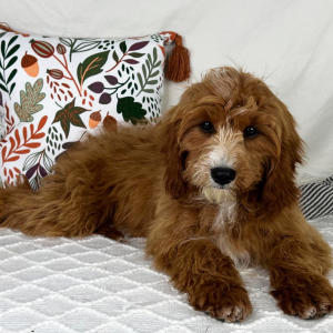Cavapoo Puppy Confetti